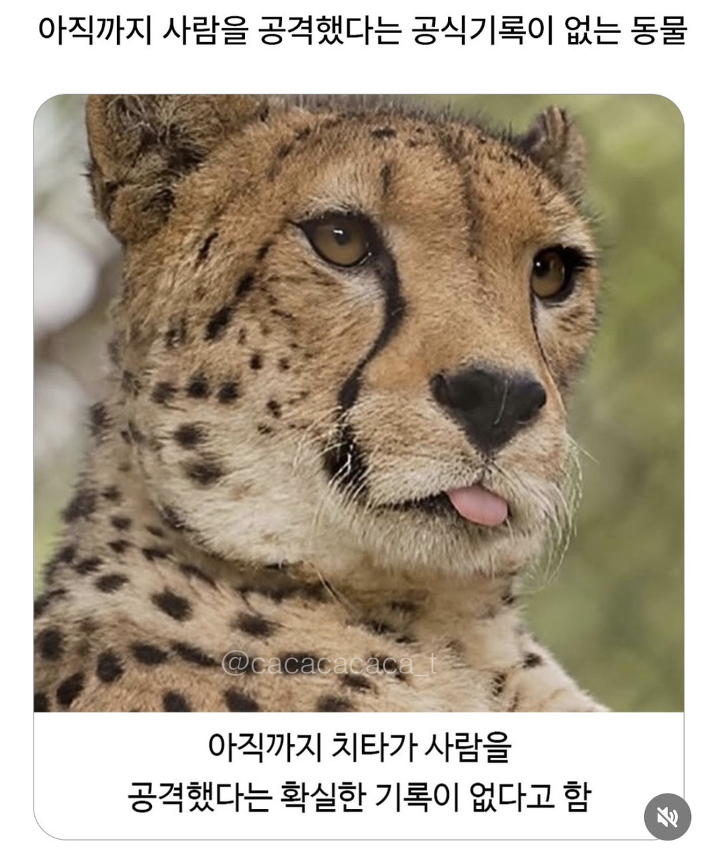 사람을-해친-기록이-없다는-치타.gif-1-이미지