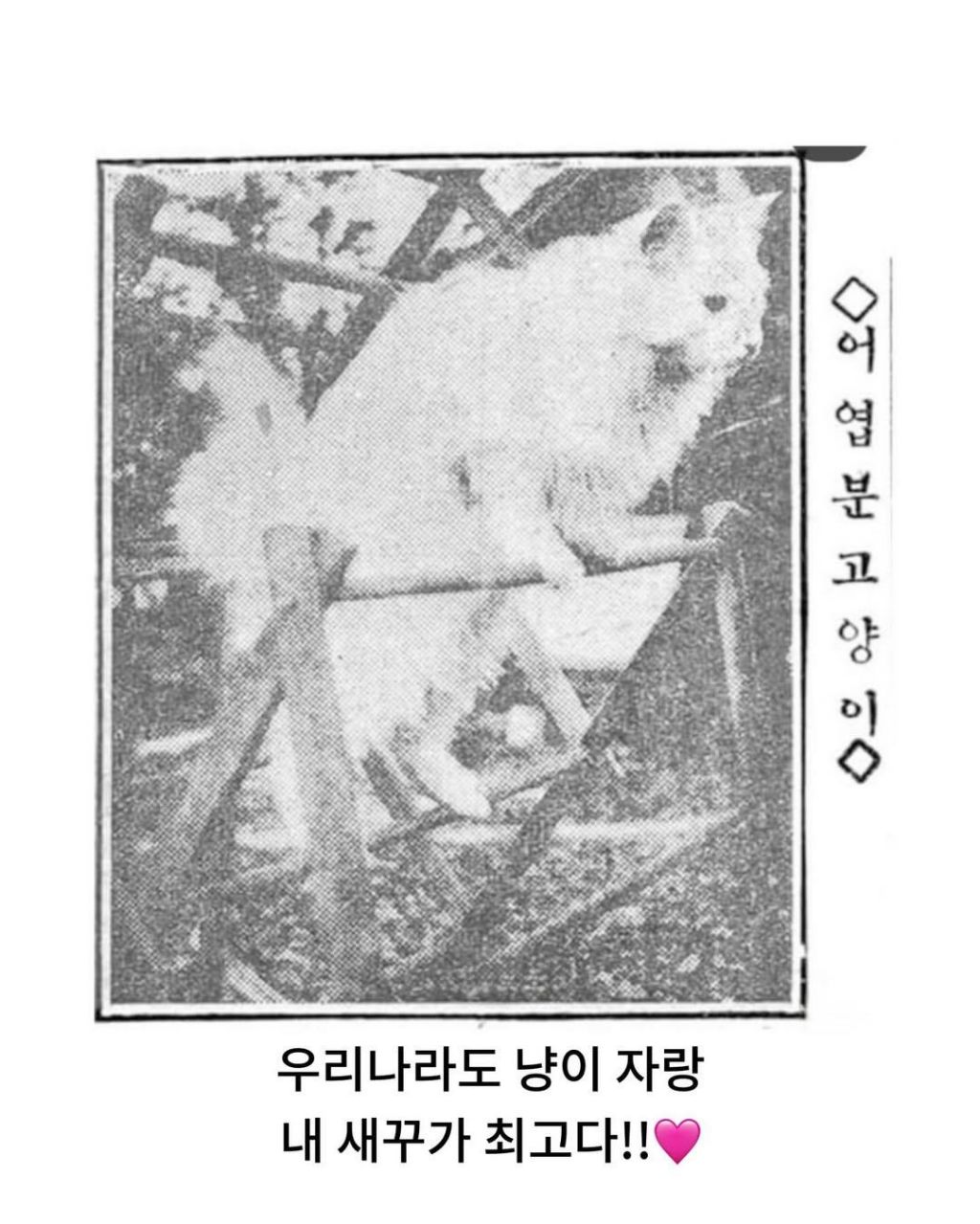 예전이나-지금이나-고양이-자랑은-참는게-아님-6-이미지