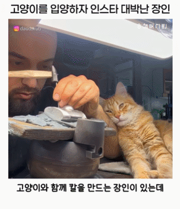 고양이-입양하자-인스타-대박-난-장인.gif-0-이미지