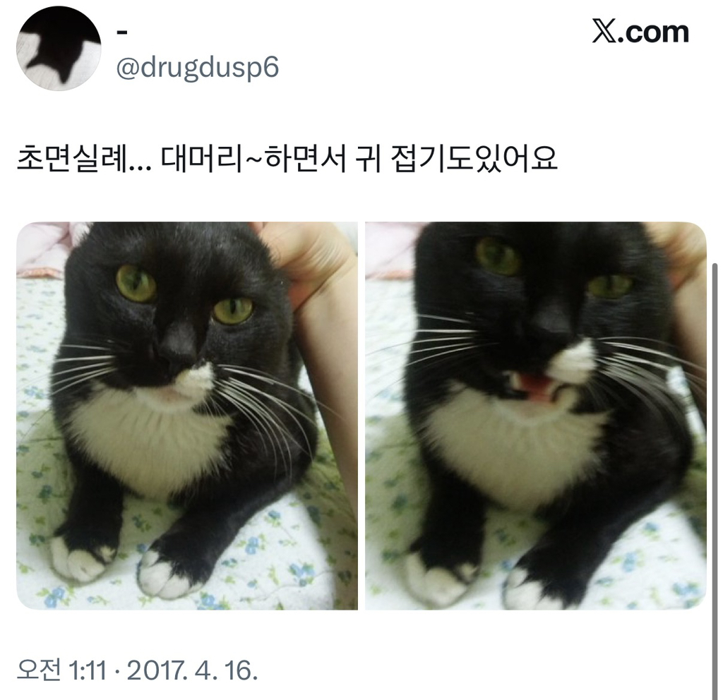 집사들이-평소-고양이한테-하는-짓.twt-6-이미지