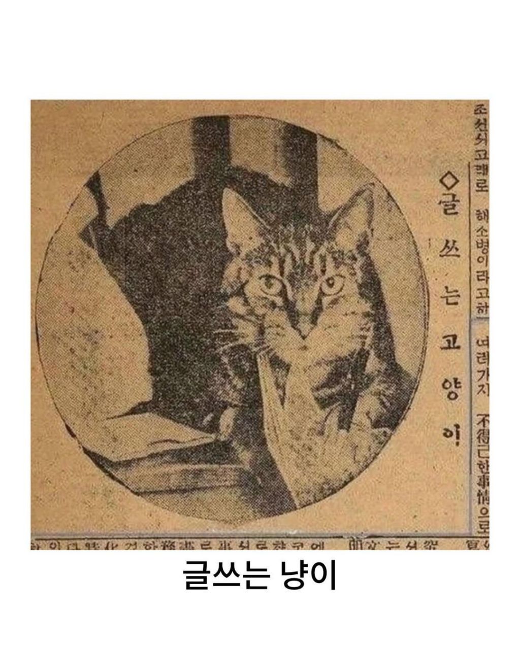 예전이나-지금이나-고양이-자랑은-참는게-아님-8-이미지