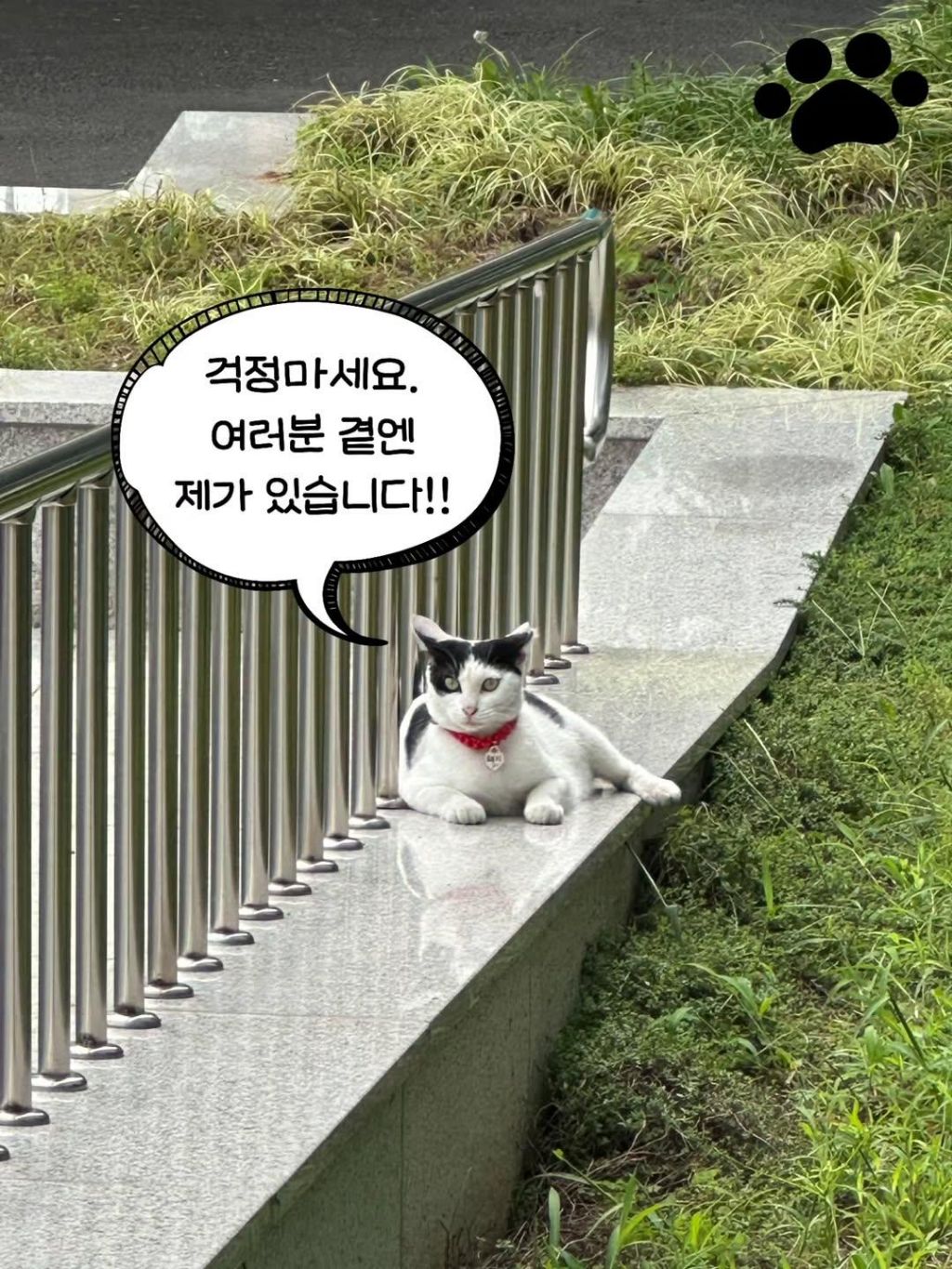 대구경찰청-대구달서경찰서-마스코트-이름이-"돼지"고양이-8-이미지