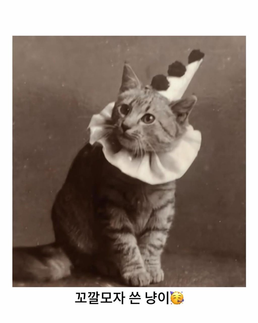 예전이나-지금이나-고양이-자랑은-참는게-아님-2-이미지