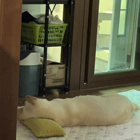 우리-애-아빠-보는-눈빛-봐-86-이미지