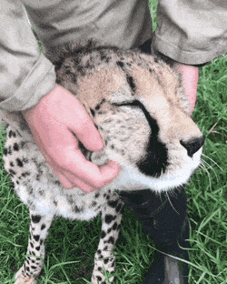 사람을-해친-기록이-없다는-치타.gif-9-이미지