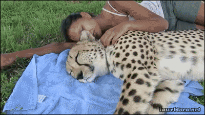 사람을-해친-기록이-없다는-치타.gif-5-이미지