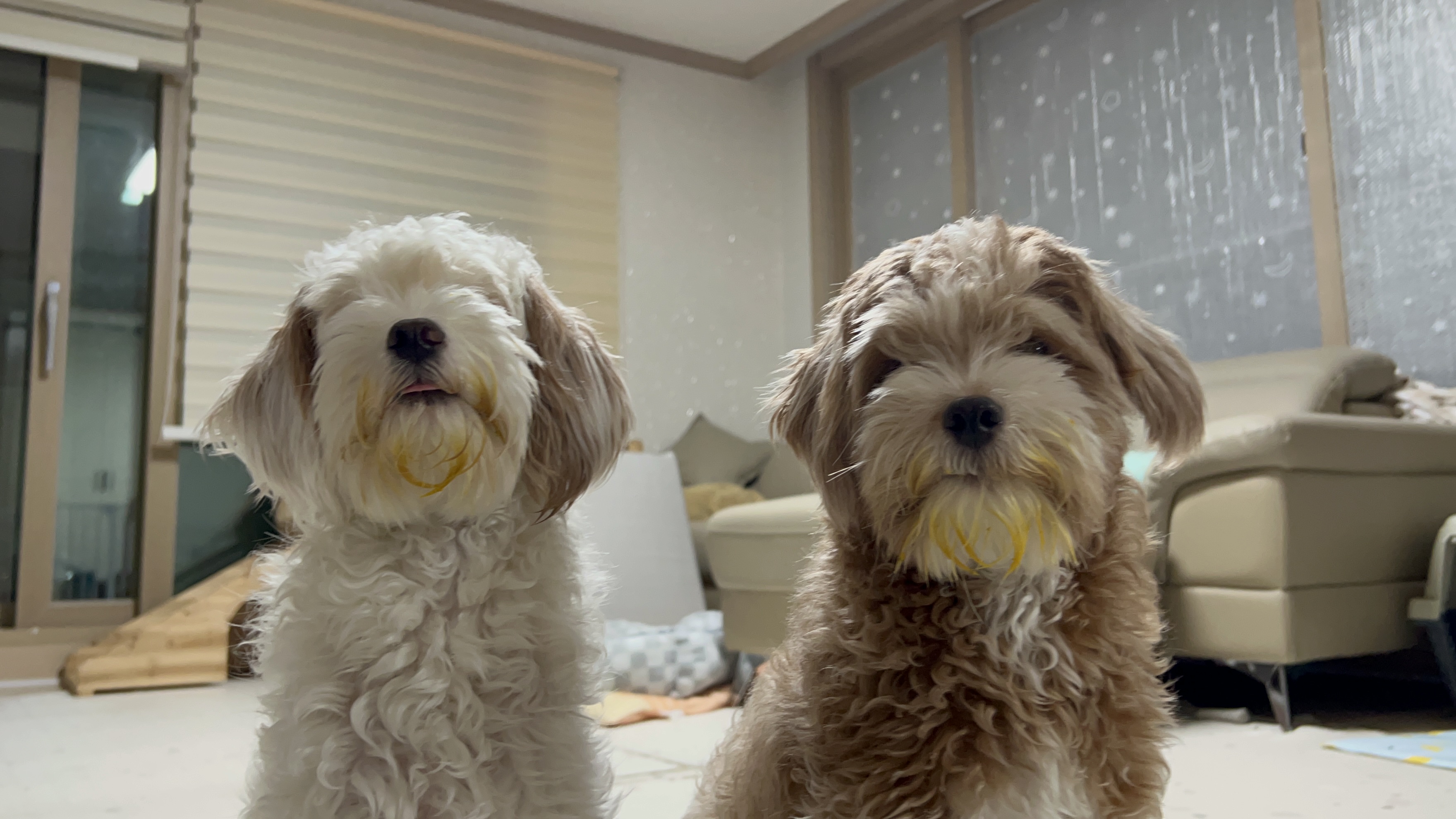 유기견-남매-데려왔는데-너무-귀여워ㅠㅠ-근데-너무-커버렸어;;-36-이미지