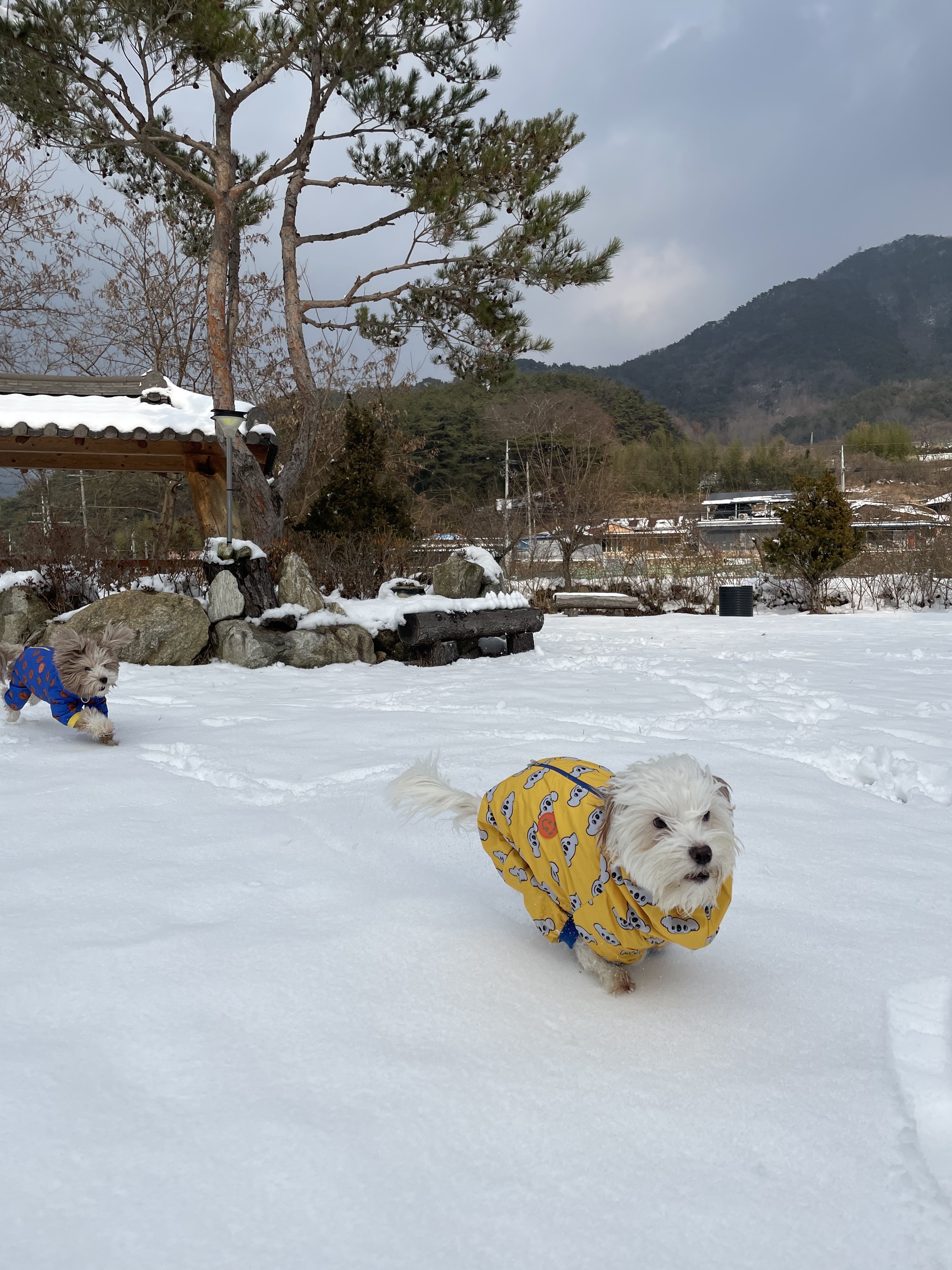 유기견-남매-데려왔는데-너무-귀여워ㅠㅠ-근데-너무-커버렸어;;-34-이미지