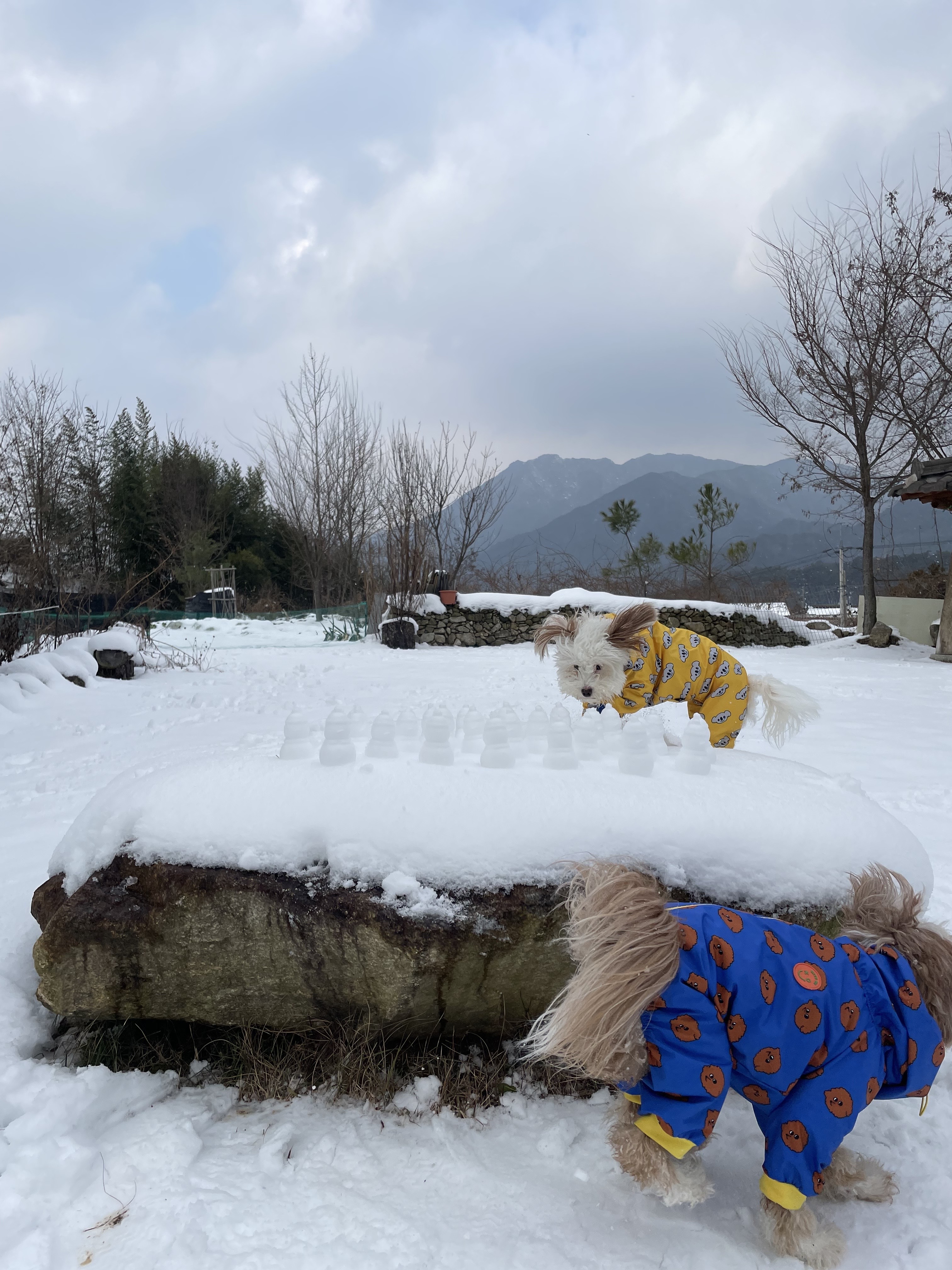 유기견-남매-데려왔는데-너무-귀여워ㅠㅠ-근데-너무-커버렸어;;-35-이미지