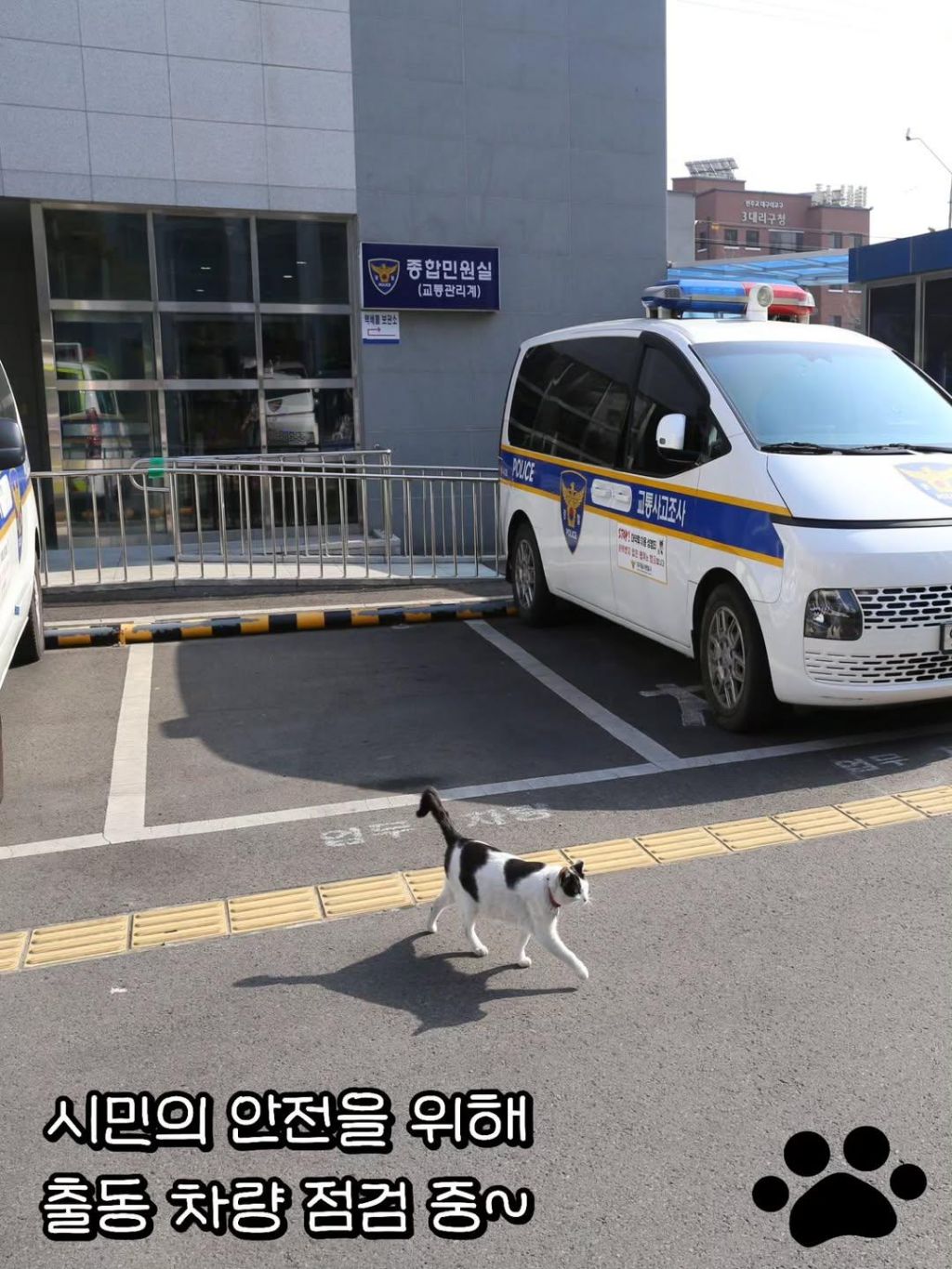 대구경찰청-대구달서경찰서-마스코트-이름이-"돼지"고양이-6-이미지