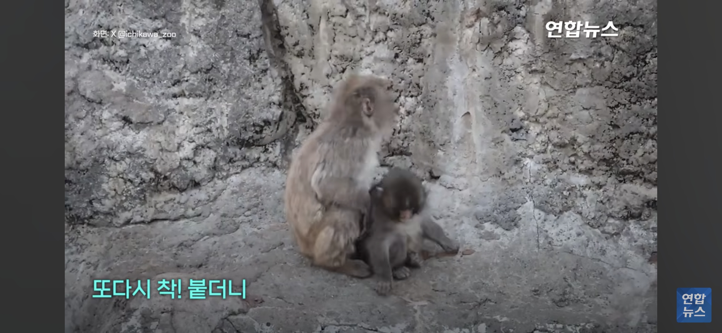 형아숭이한테-꼬옥-안겨있는-새끼-원숭이-펀치-4-이미지