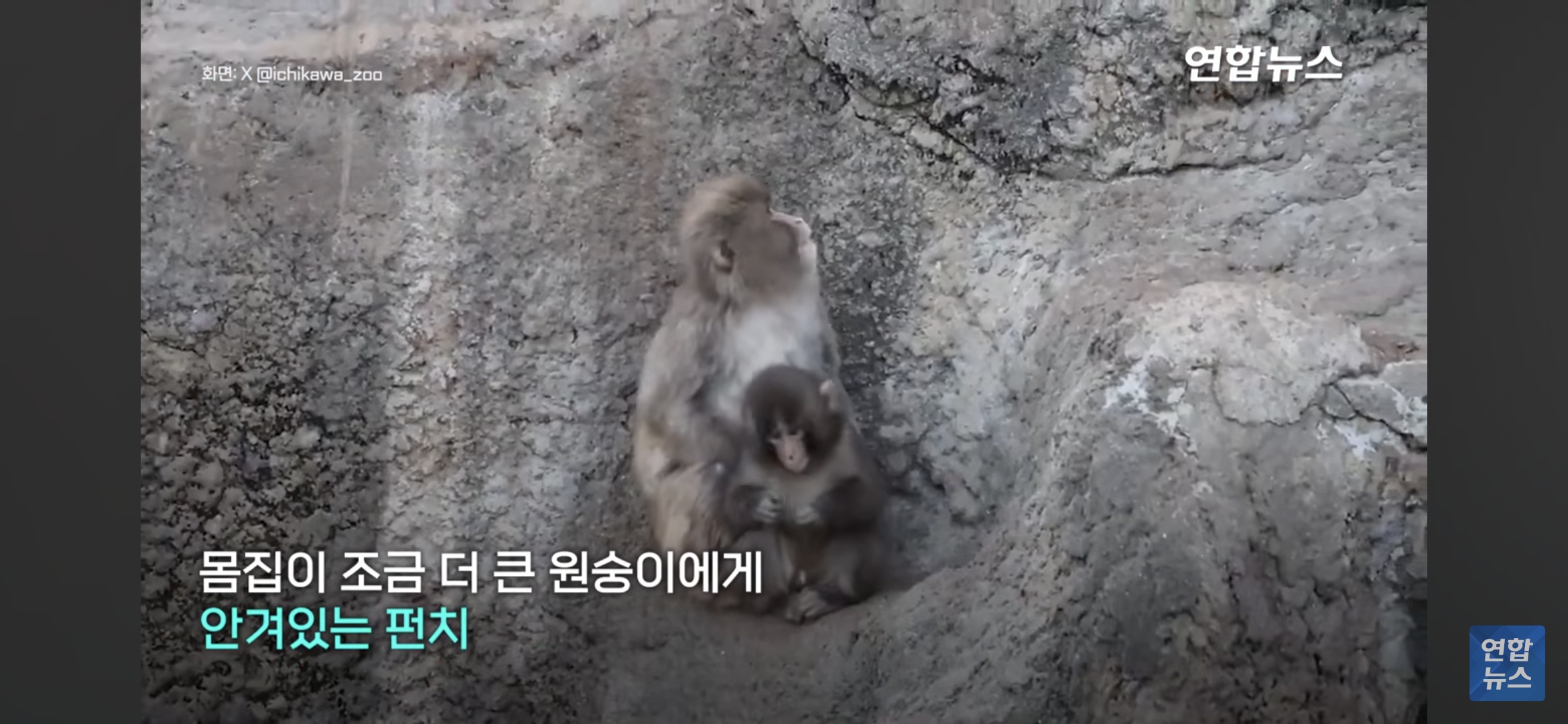 형아숭이한테-꼬옥-안겨있는-새끼-원숭이-펀치-1-이미지