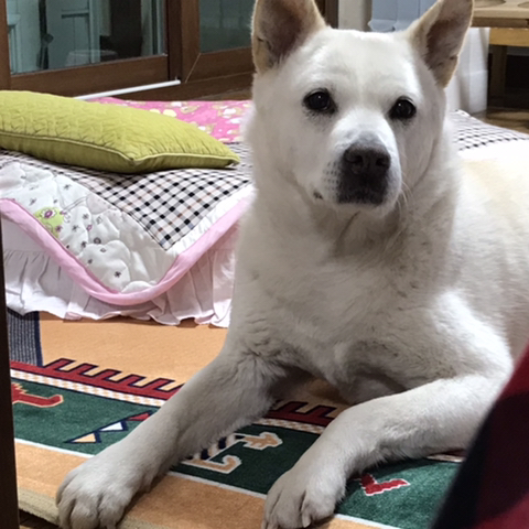 우리-애-아빠-보는-눈빛-봐-42-이미지