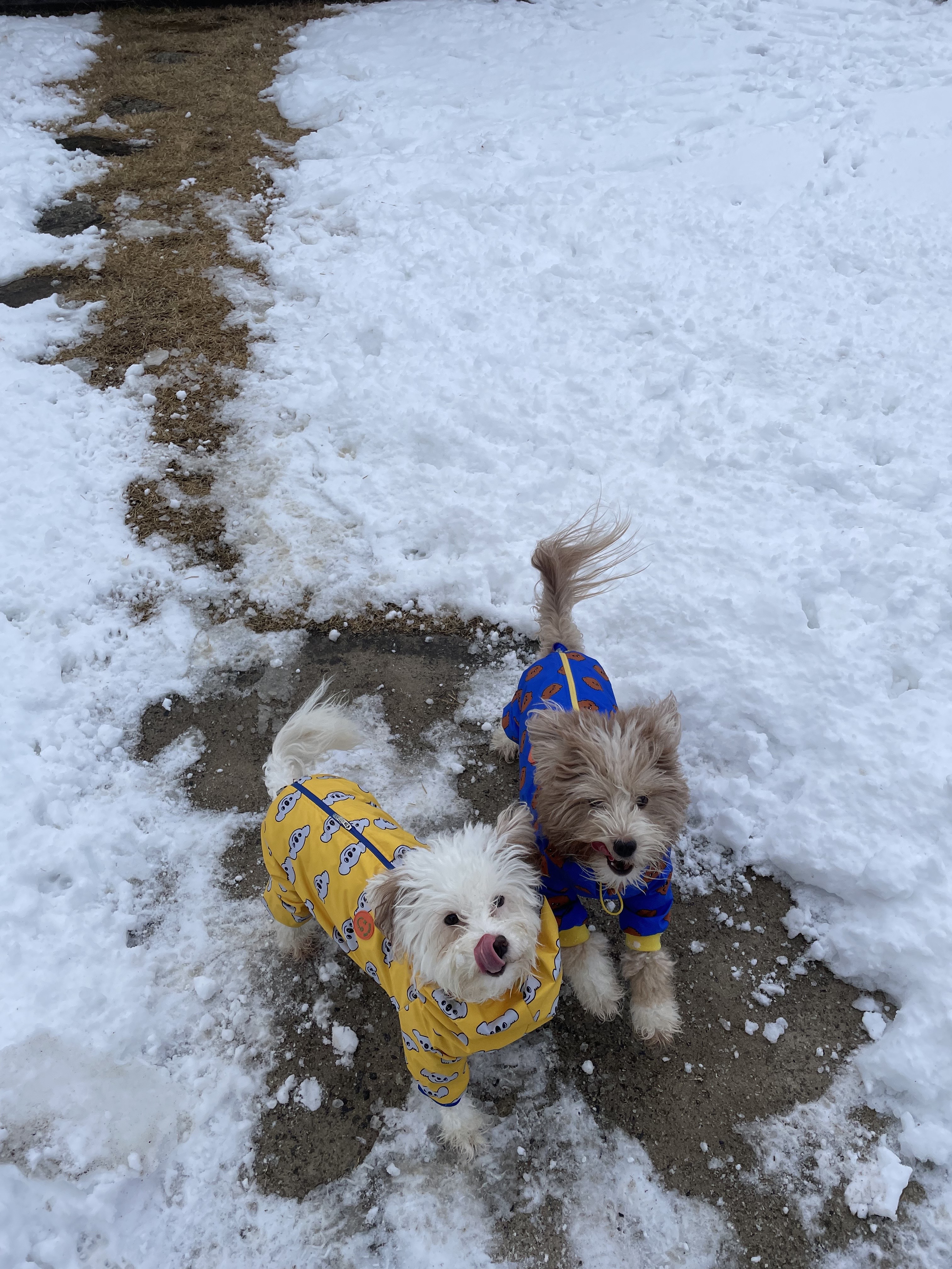 유기견-남매-데려왔는데-너무-귀여워ㅠㅠ-근데-너무-커버렸어;;-1-이미지