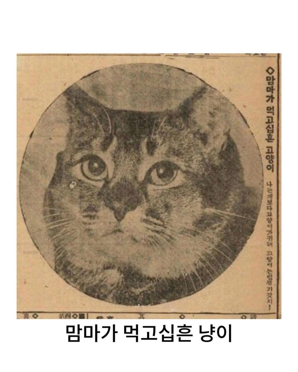 예전이나-지금이나-고양이-자랑은-참는게-아님-7-이미지