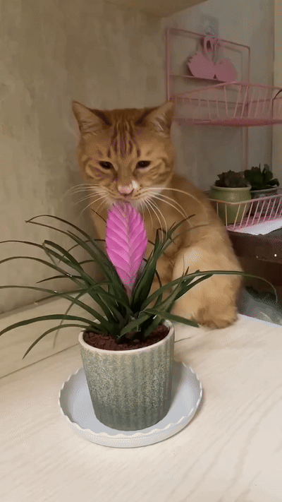 인류-역사상-가장-오래된-고양이의-이름-5-이미지