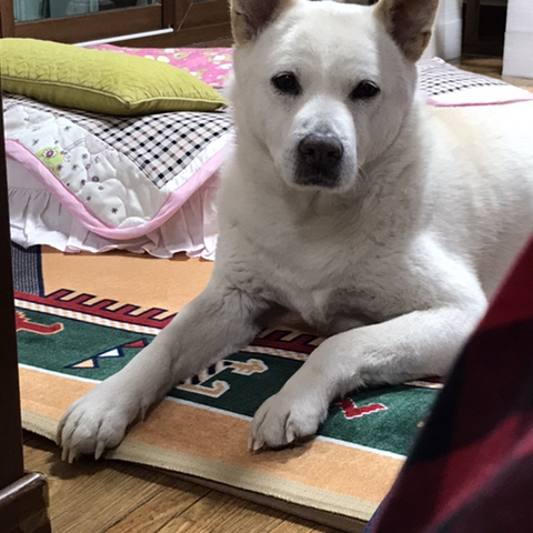 우리-애-아빠-보는-눈빛-봐-43-이미지