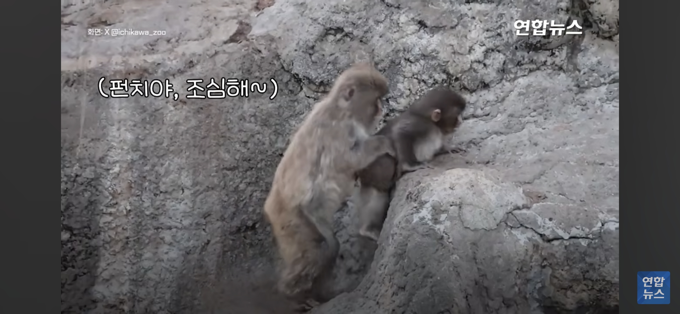 형아숭이한테-꼬옥-안겨있는-새끼-원숭이-펀치-2-이미지