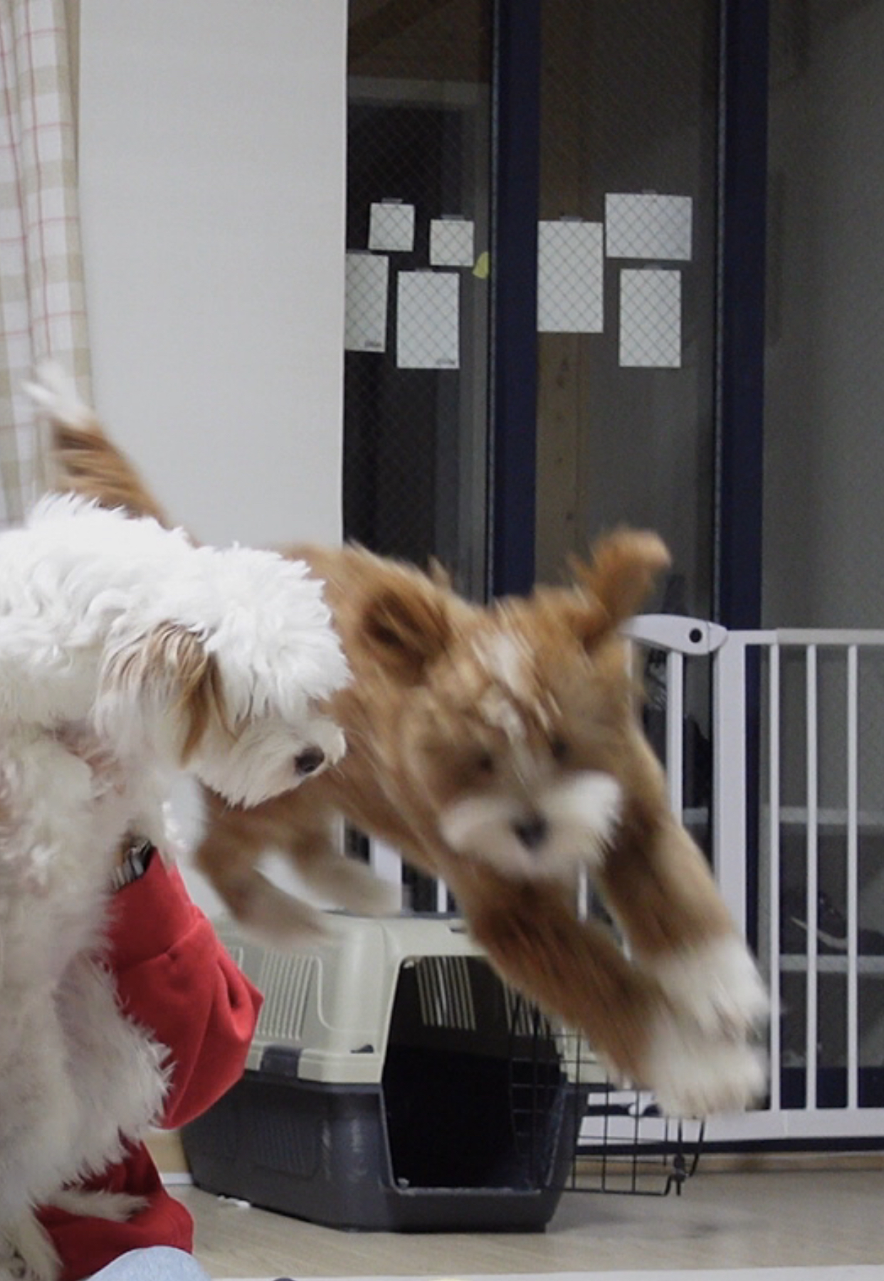 유기견-남매-데려왔는데-너무-귀여워ㅠㅠ-근데-너무-커버렸어;;-28-이미지