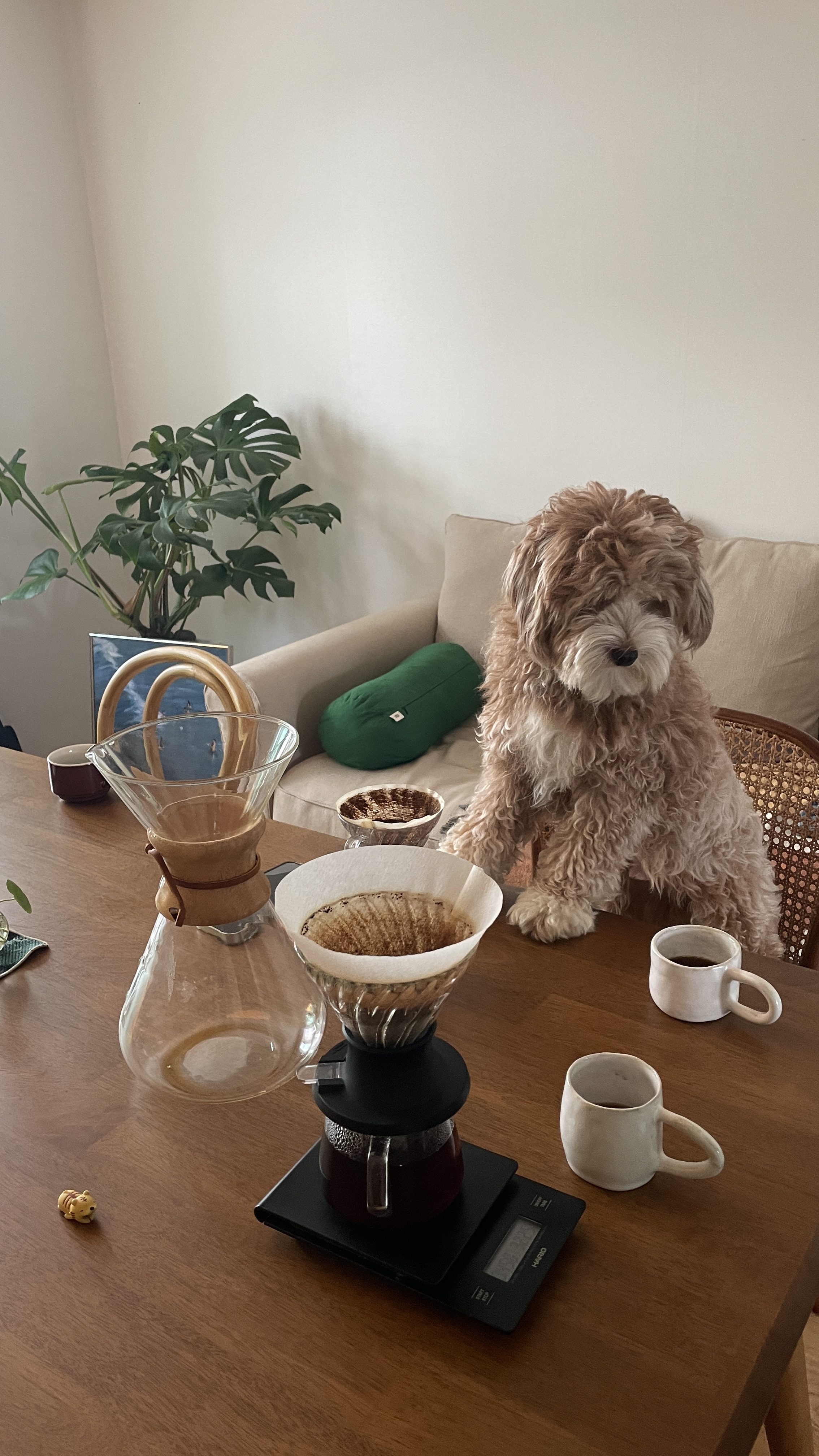 유기견-남매-데려왔는데-너무-귀여워ㅠㅠ-근데-너무-커버렸어;;-29-이미지