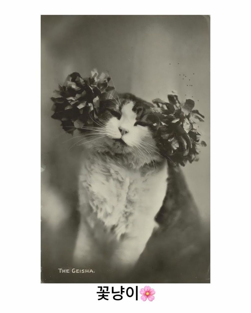 예전이나-지금이나-고양이-자랑은-참는게-아님-1-이미지