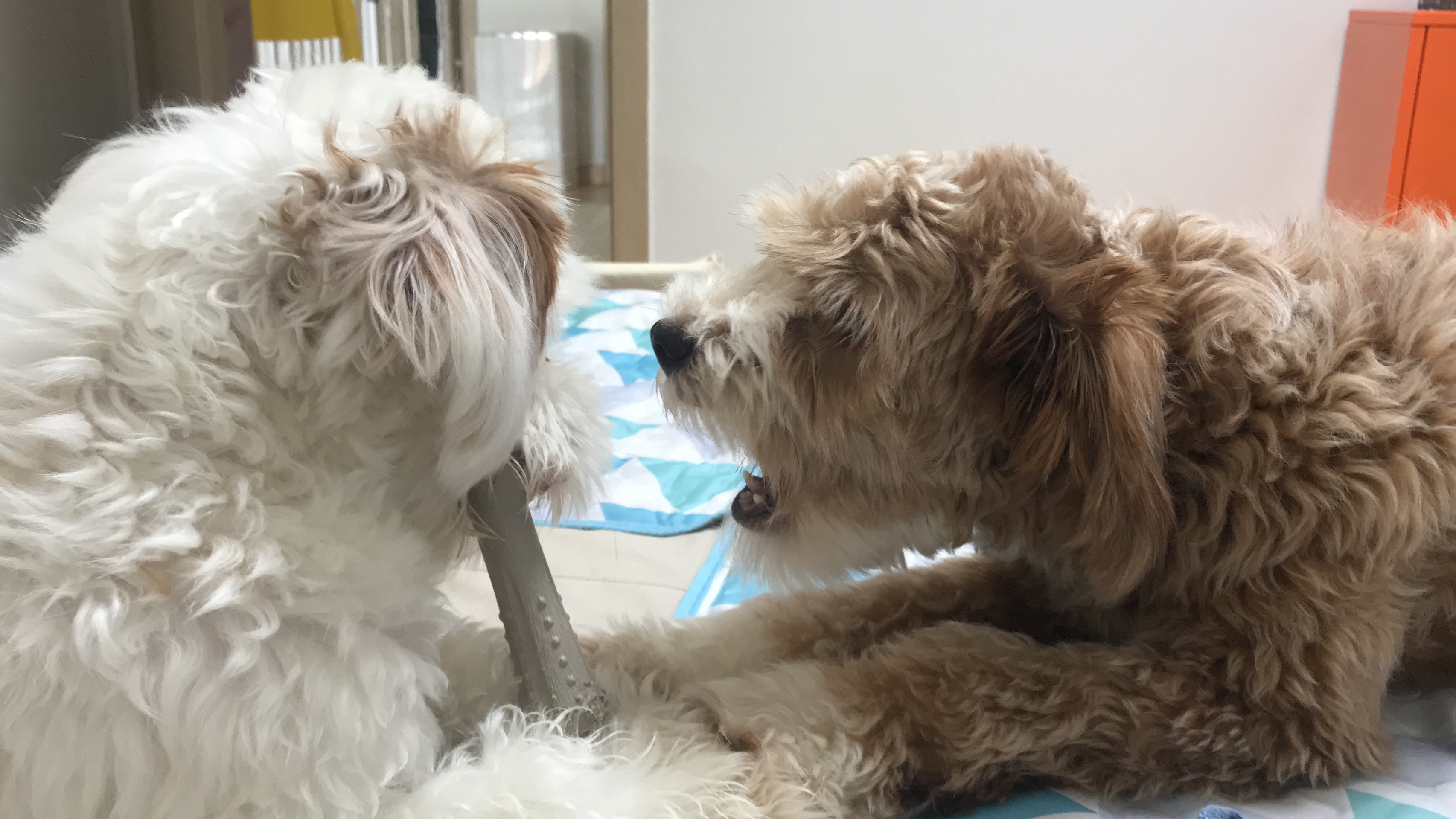 유기견-남매-데려왔는데-너무-귀여워ㅠㅠ-근데-너무-커버렸어;;-47-이미지