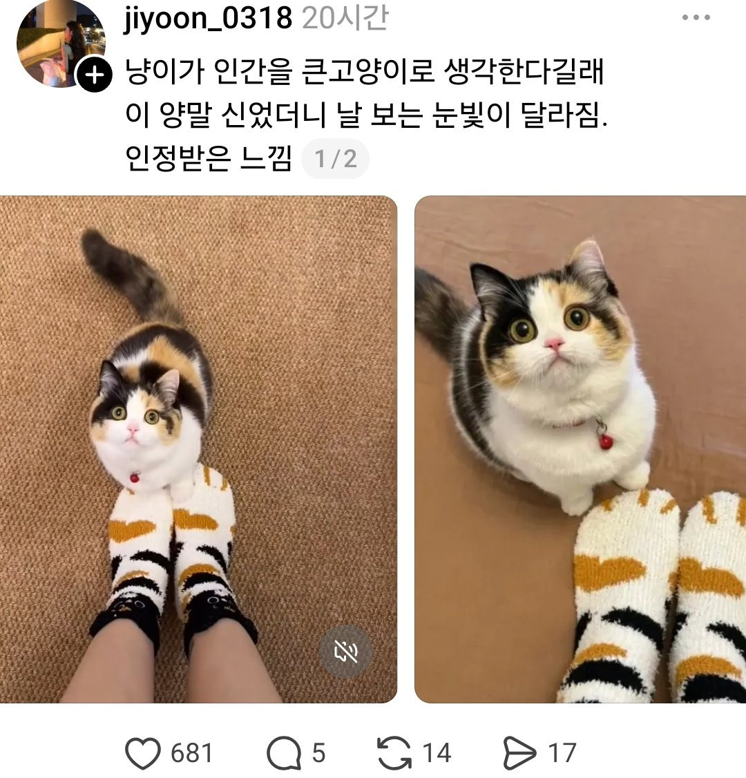 냥이가-인간을-큰-고양이로-생각한다길래-0-이미지