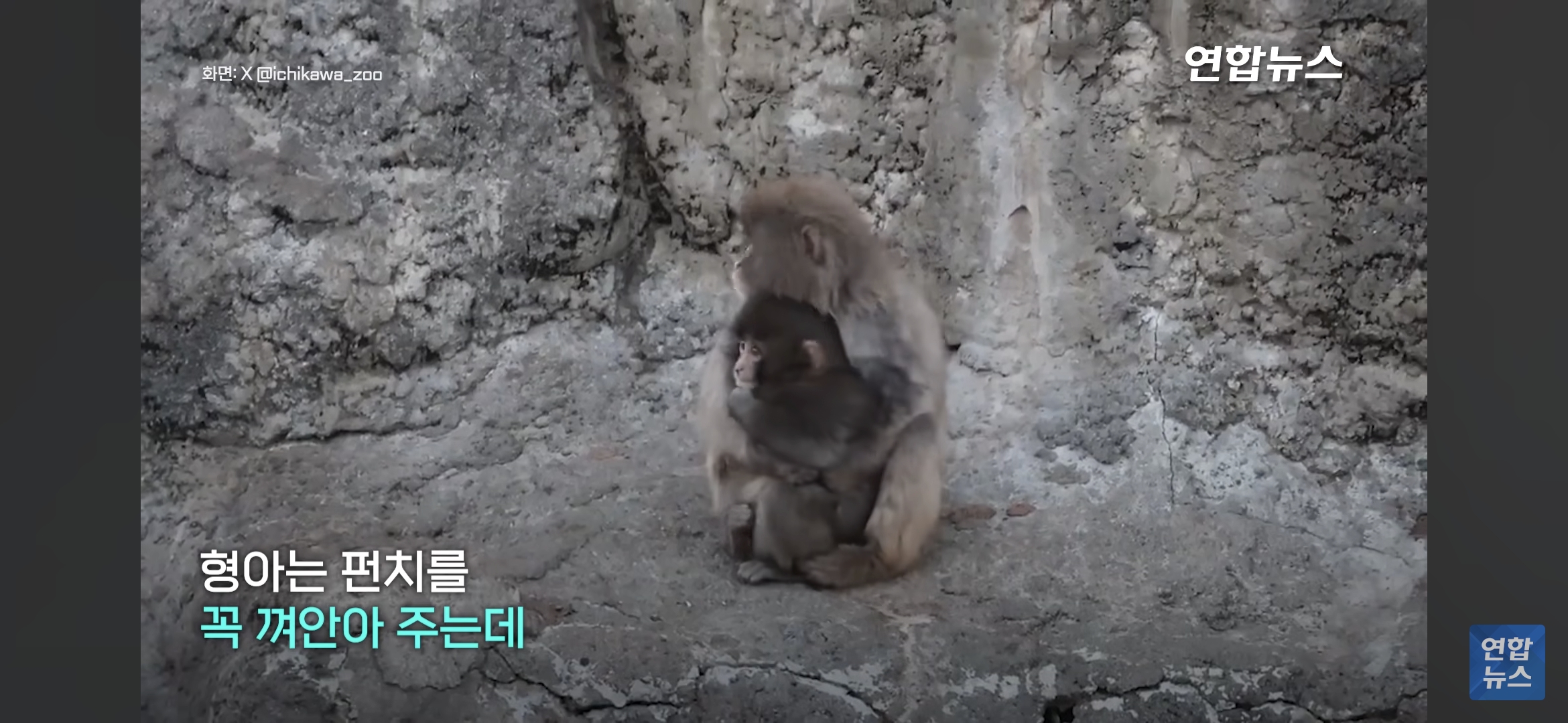 형아숭이한테-꼬옥-안겨있는-새끼-원숭이-펀치-8-이미지