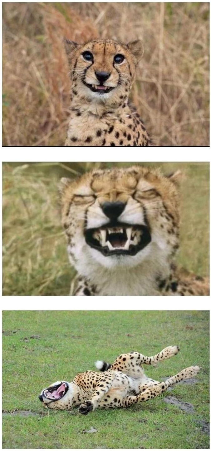 사람을-해친-기록이-없다는-치타.gif-16-이미지