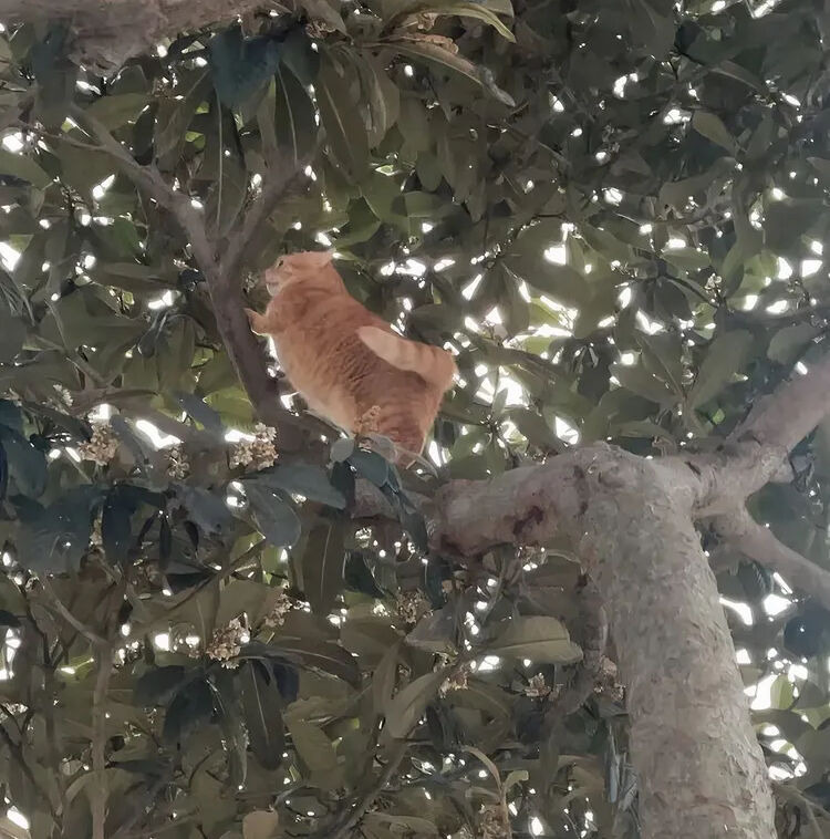 인류-역사상-가장-오래된-고양이의-이름-4-이미지