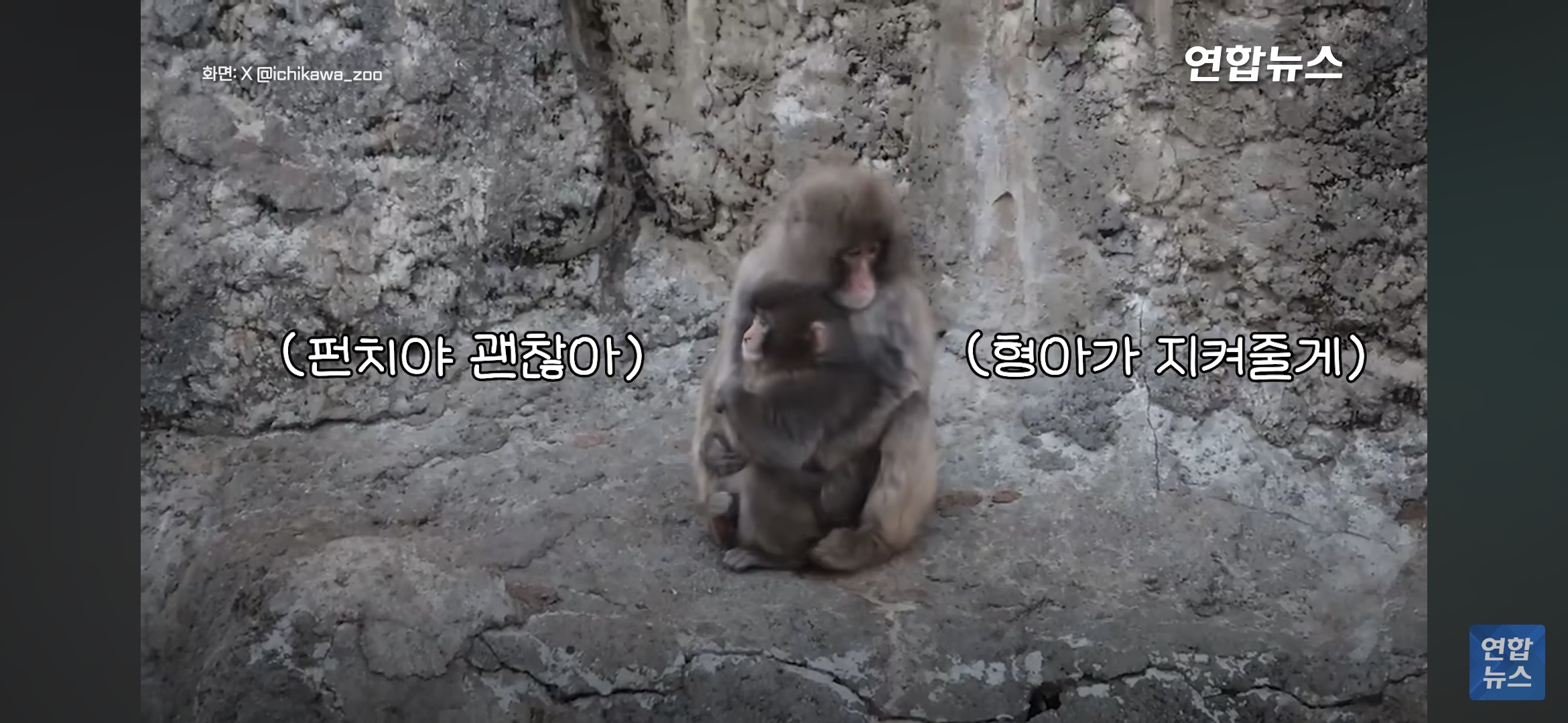 형아숭이한테-꼬옥-안겨있는-새끼-원숭이-펀치-9-이미지