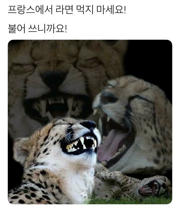 프랑스에서-라면-먹지-마세요-2-이미지