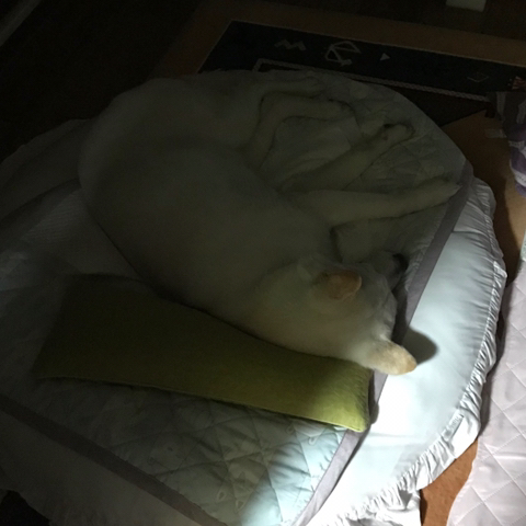 우리-애-아빠-보는-눈빛-봐-68-이미지