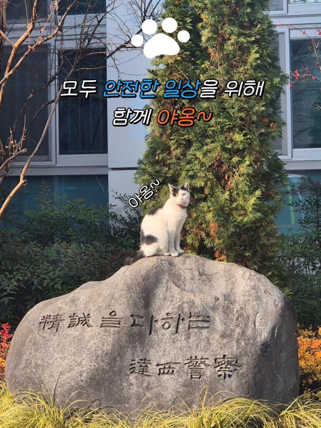 대구경찰청-대구달서경찰서-마스코트-이름이-"돼지"고양이-10-이미지