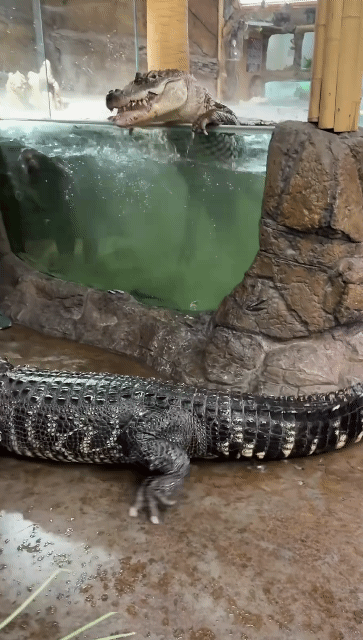 캘리포니아-동물원-조련사-2-이미지