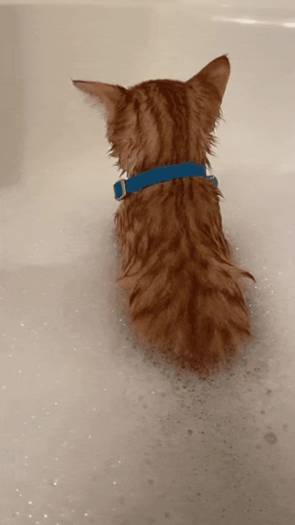 욕조에서-대형-방귀를-뀌는-고양이-1-이미지