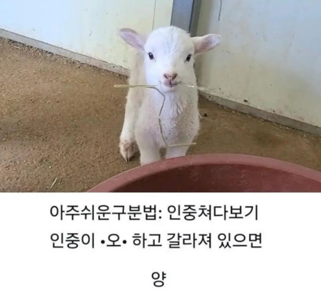 새끼-양-새끼-염소-구분하는-법-2-이미지