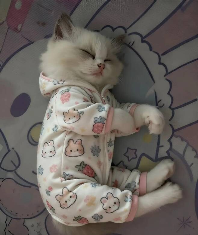 아기-옷-버리기-아까워서-고양이-입혀봤어요-2-이미지