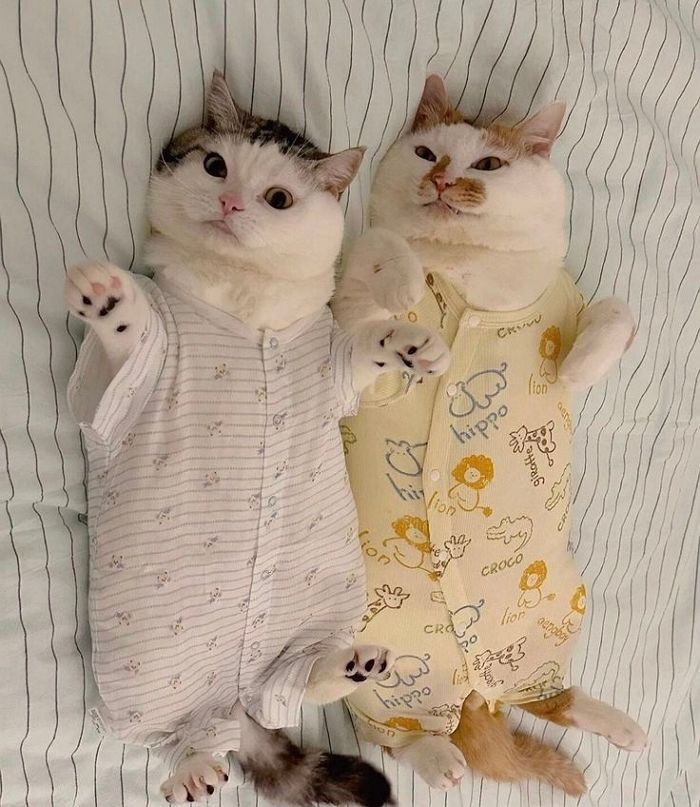 아기-옷-버리기-아까워서-고양이-입혀봤어요-3-이미지