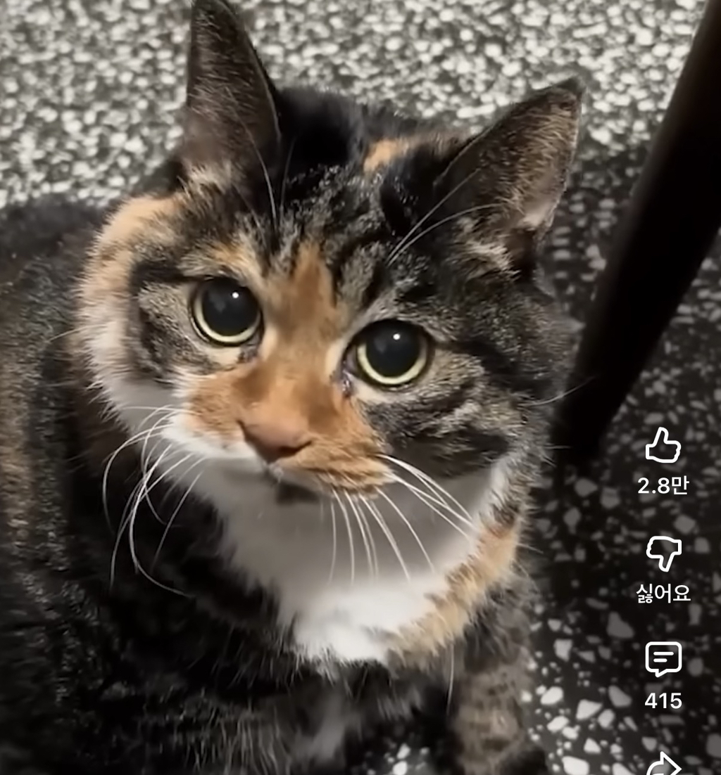 당신-고양이..-뚱쭝해요..-0-이미지