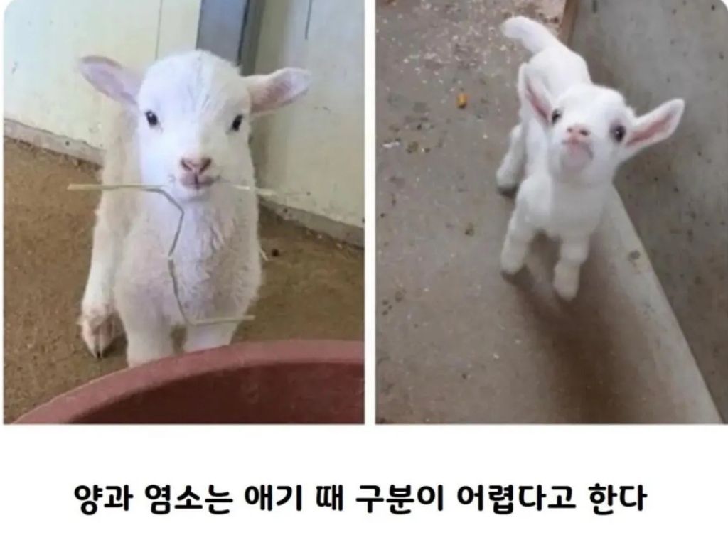 새끼-양-새끼-염소-구분하는-법-1-이미지
