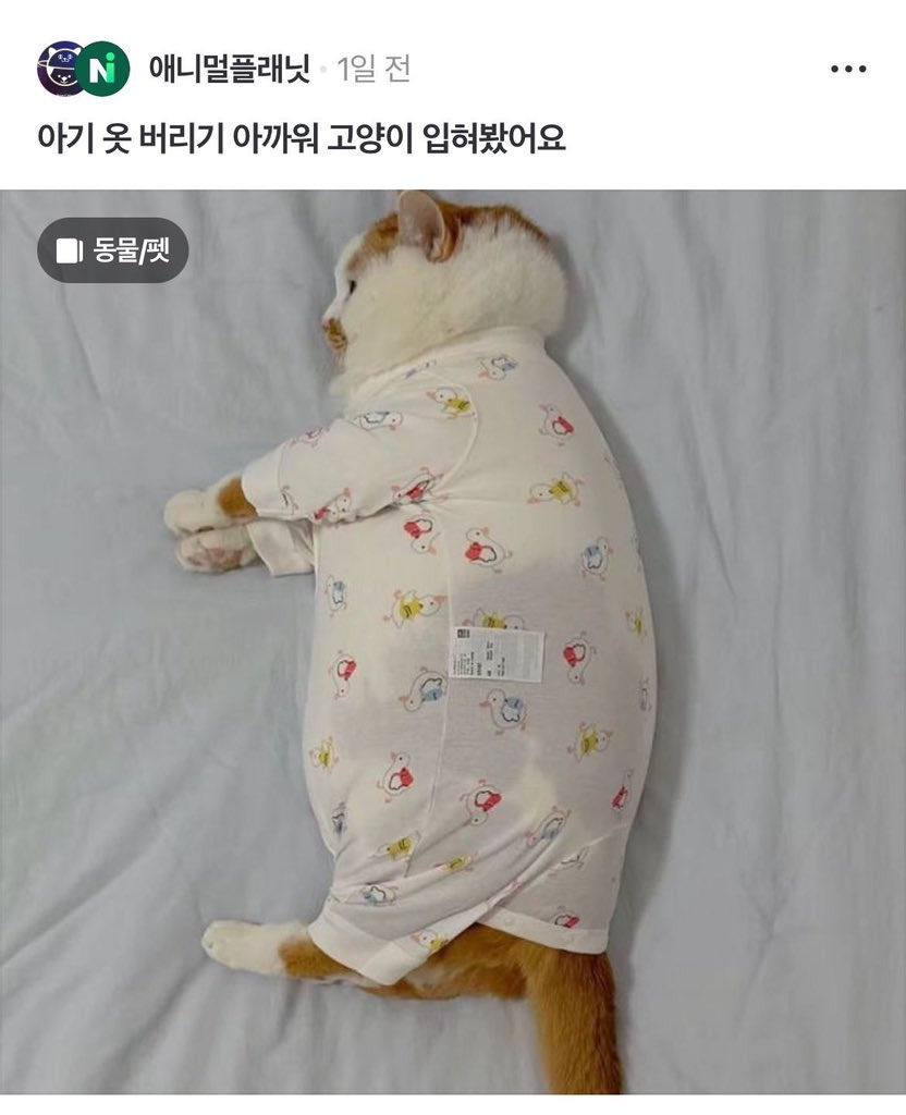 아기-옷-버리기-아까워서-고양이-입혀봤어요-5-이미지