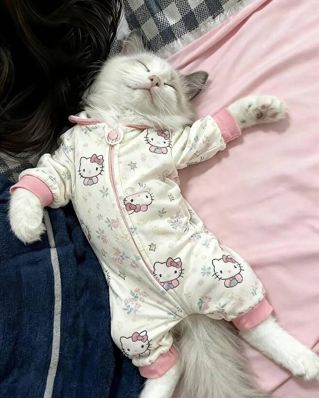 아기-옷-버리기-아까워서-고양이-입혀봤어요-1-이미지