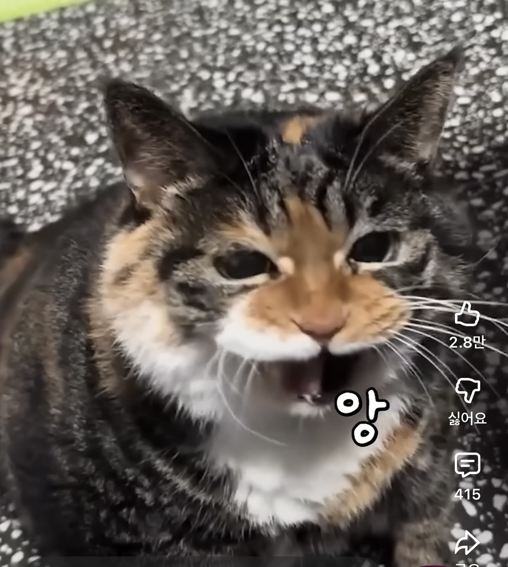 당신-고양이..-뚱쭝해요..-1-이미지