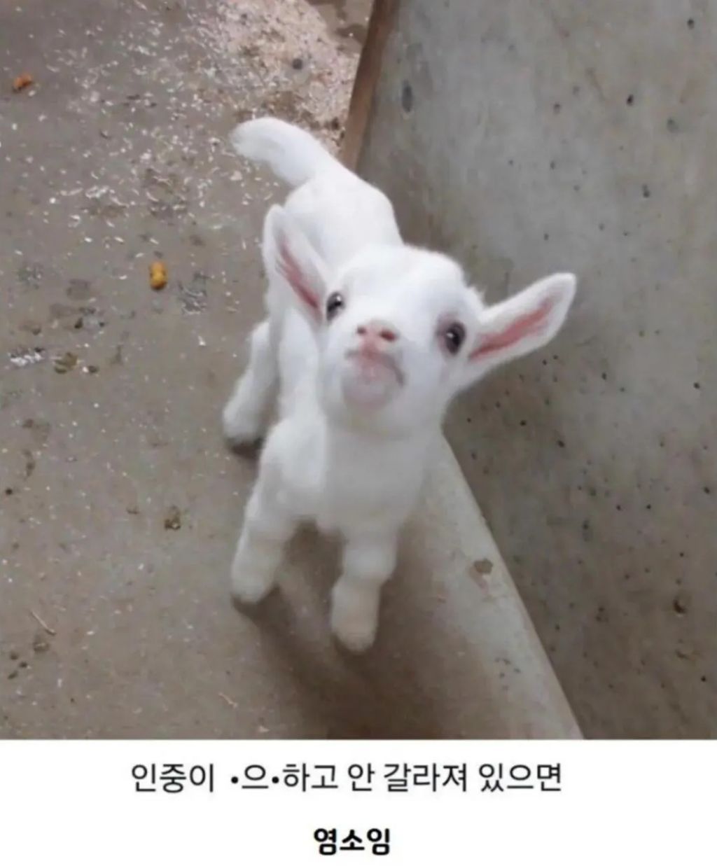 새끼-양-새끼-염소-구분하는-법-3-이미지