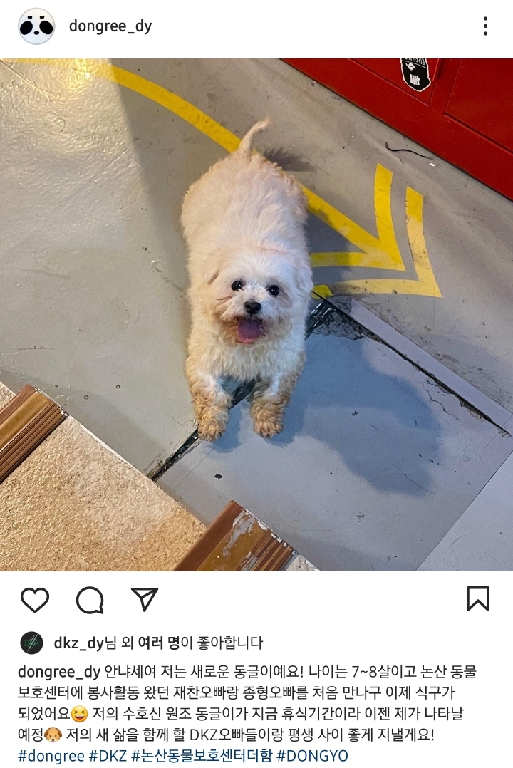 남자-아이돌-그룹이-유기견-보호소에서-7~8세-무렵-입양한-강아지-동댕글-근황-1-이미지