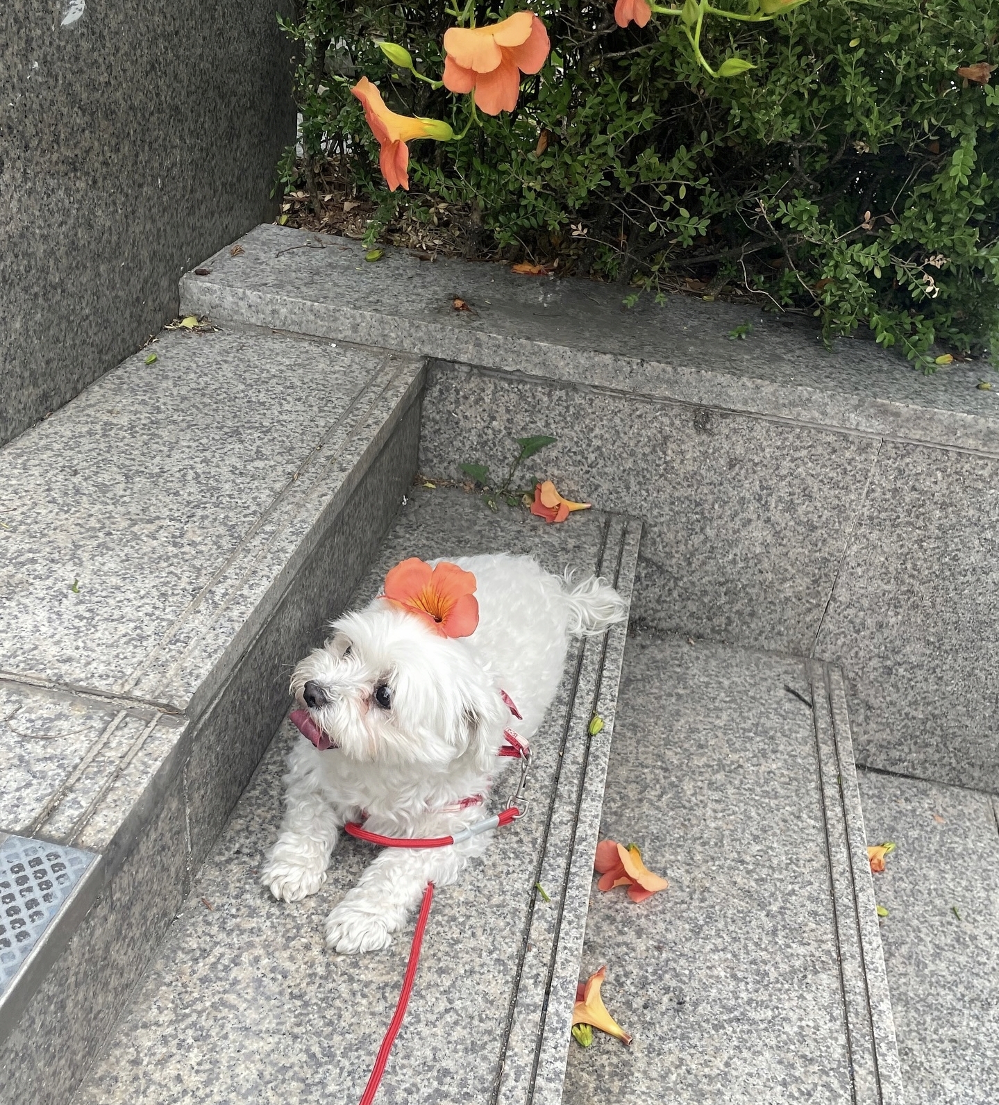 남자-아이돌-그룹이-유기견-보호소에서-7~8세-무렵-입양한-강아지-동댕글-근황-44-이미지