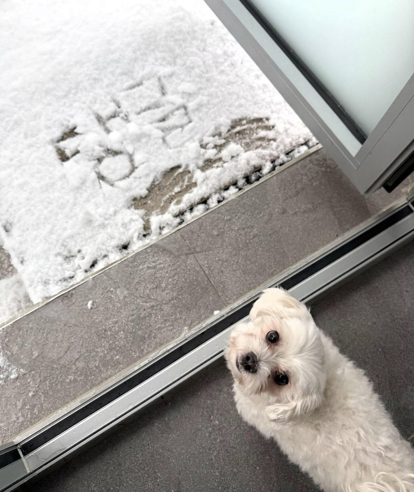남자-아이돌-그룹이-유기견-보호소에서-7~8세-무렵-입양한-강아지-동댕글-근황-45-이미지