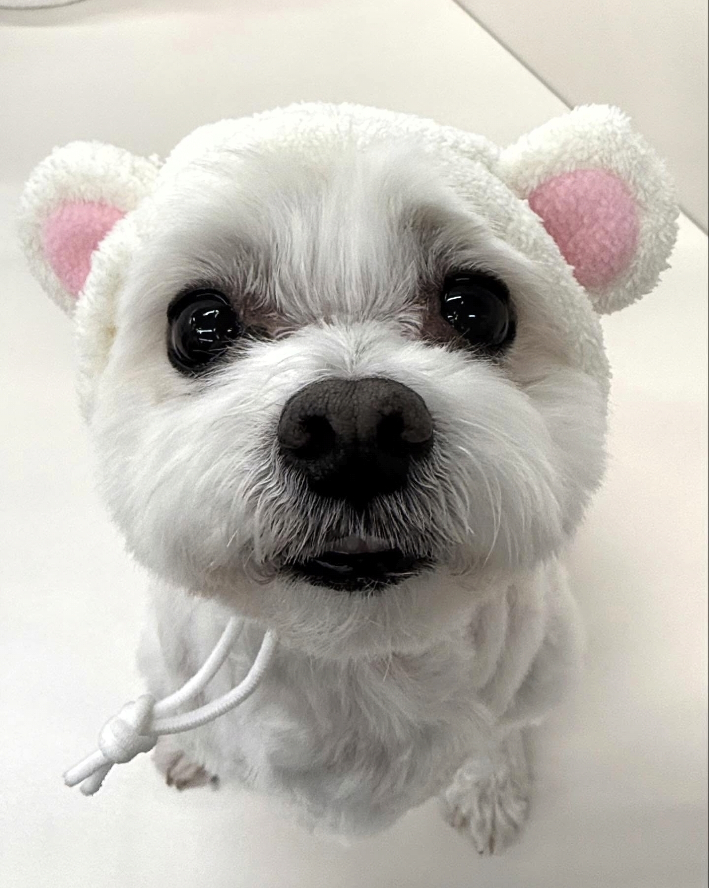 남자-아이돌-그룹이-유기견-보호소에서-7~8세-무렵-입양한-강아지-동댕글-근황-62-이미지