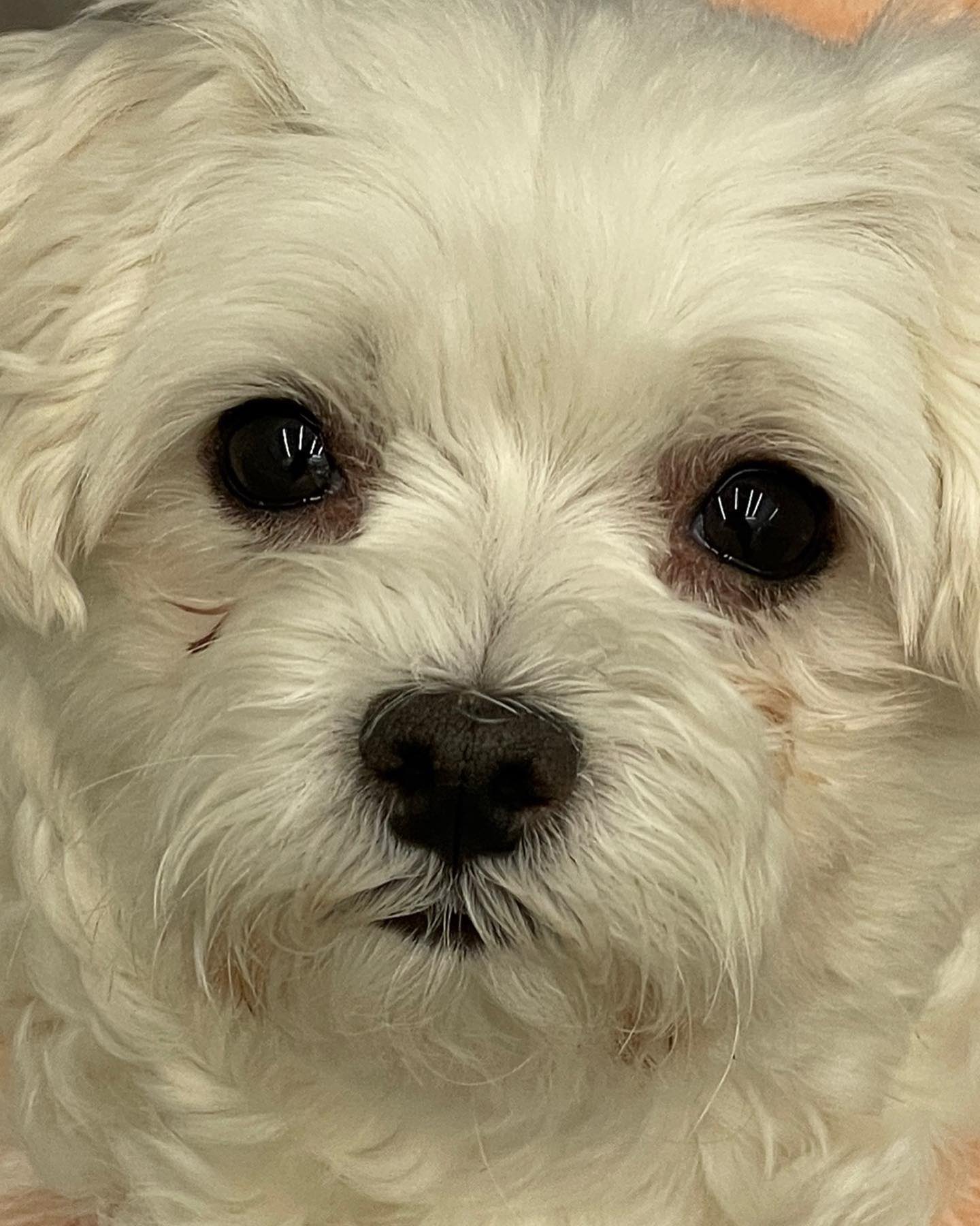 남자-아이돌-그룹이-유기견-보호소에서-7~8세-무렵-입양한-강아지-동댕글-근황-24-이미지